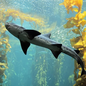 Shark