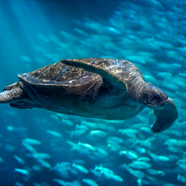 Sea turtle