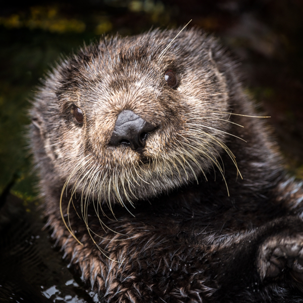 Otter