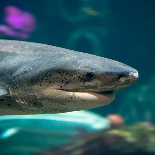 Shark